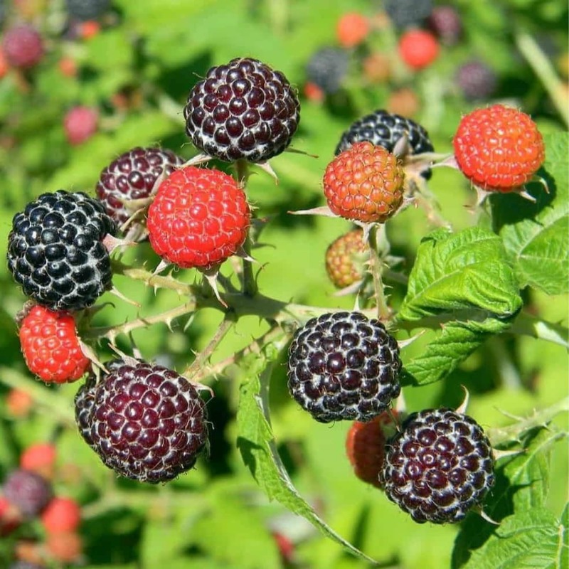 Black Raspberry Plant Seeds Mix Everbearing Temu