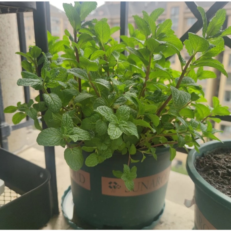 High Rate Mint Peppermint Herb Seeds, Peppermint Seeds For Shop On