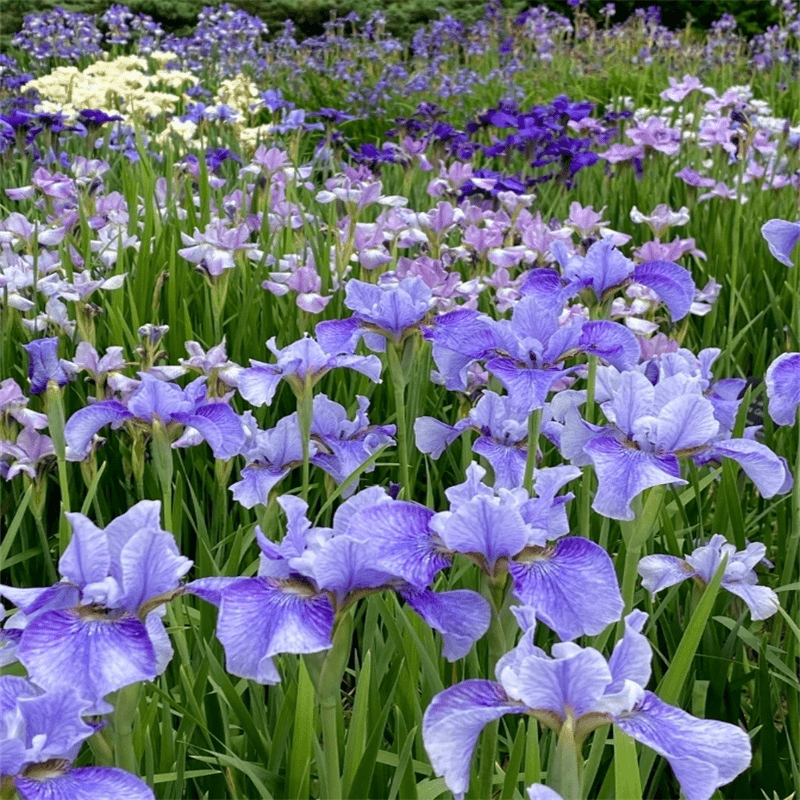 Iris Seed Professional Garden Temu