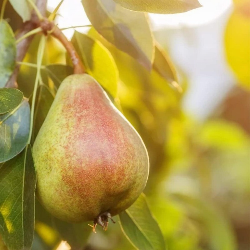 High Rate Ordinary Seeds Outdoor Temu