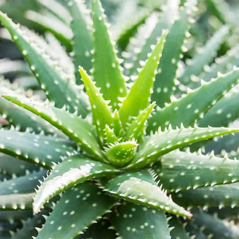 Aloe Vera Seeds Tropical Unique Rare Standing Temu