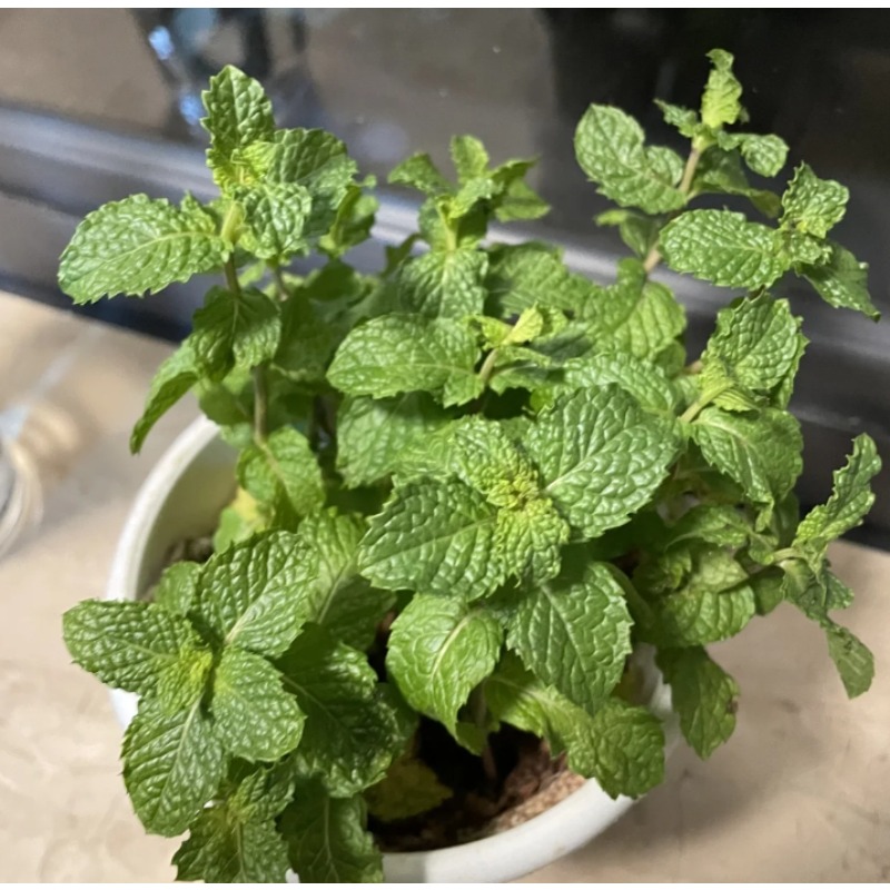 High Rate Mint Peppermint Herb Seeds, Peppermint Seeds For Shop On