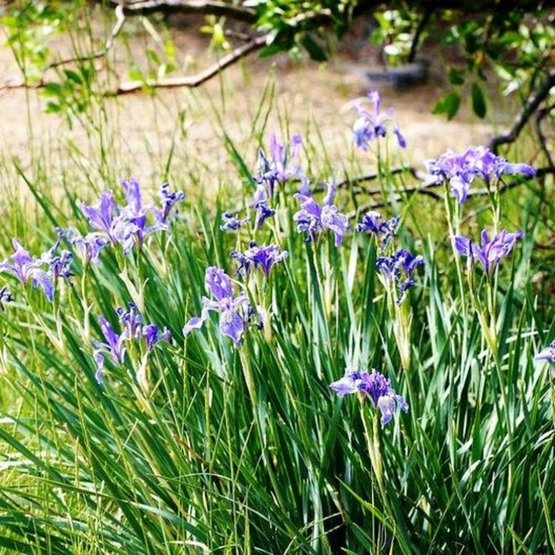50 Iris Flower Seeds Temu