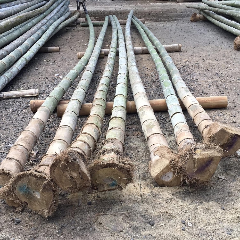 Outdoor Seeds Dendrocalamus Giganteus Seed Bamboo Temu