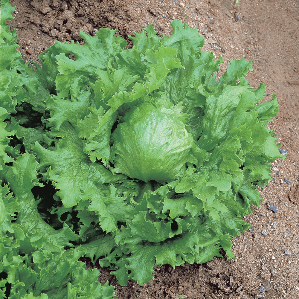 

Más De 3000 Semillas De Semillas Vegetales De Fácil Cultivo En Ambientes De Temperaturas Fuerte Resistencia A Las Enfermedades