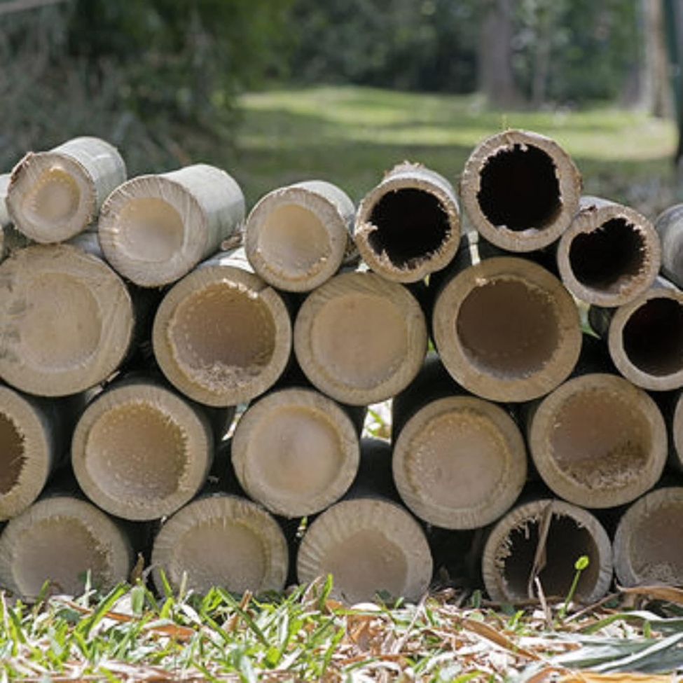 Outdoor Seeds Dendrocalamus Giganteus Seed Bamboo Temu