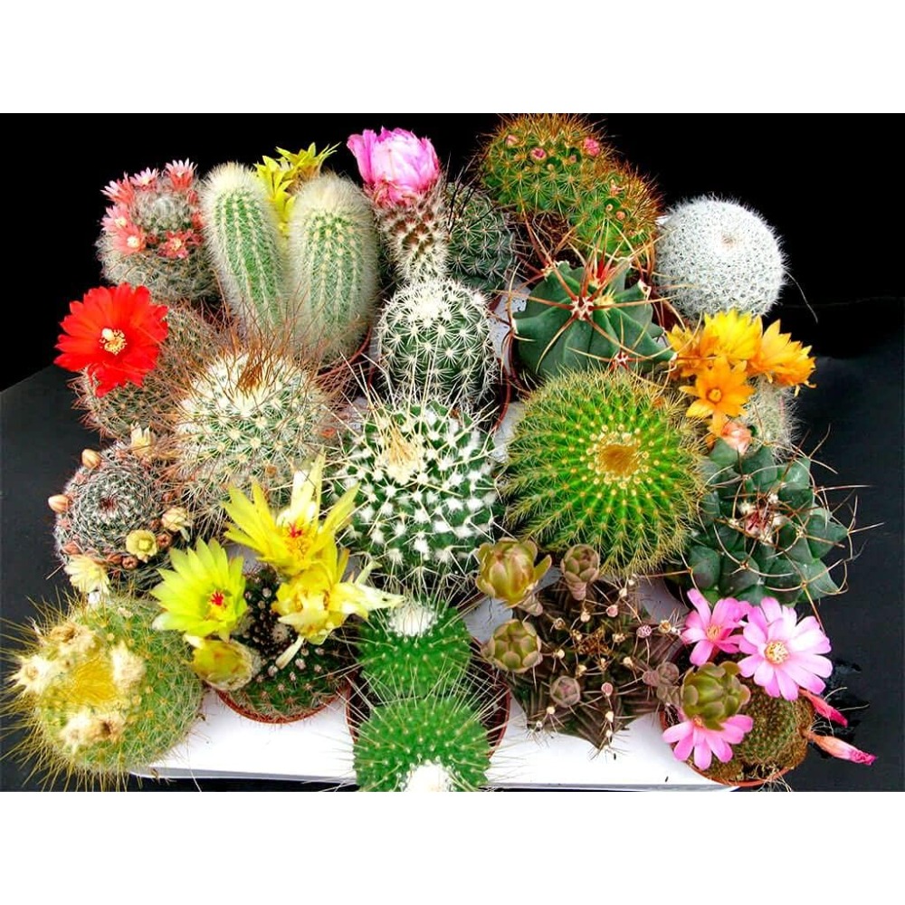 

50 Cactus Mixed Planting Plants, Home Of Choose To Put On A Sunny Window , And Choose To A Good Neutral, Slightly Pyloric Soil Is