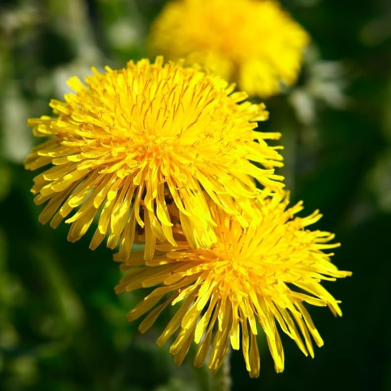 Rare Dandelion Flower Seeds Growing Plants Temu