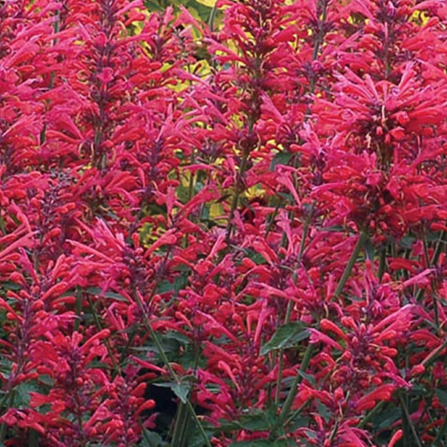 Agastache Heather Queen Seed Hummingbird Mint Herb Temu