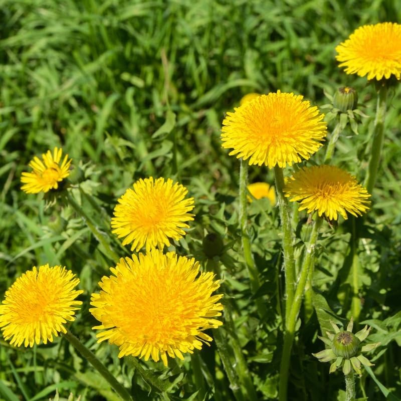 Rare Dandelion Flower Seeds Plant Collection Temu