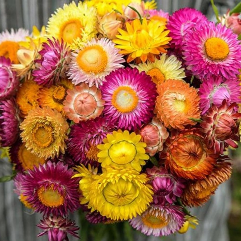 750 Mixed Color Strawflower Seeds Strawflower Seeds Temu
