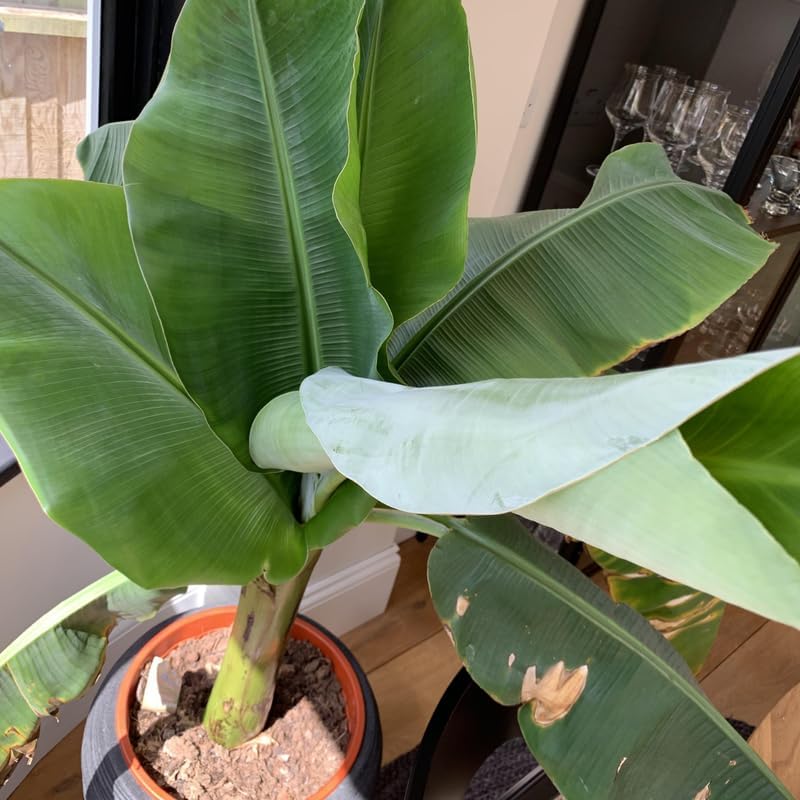 Plant Seeds Fermented Seeds Temu