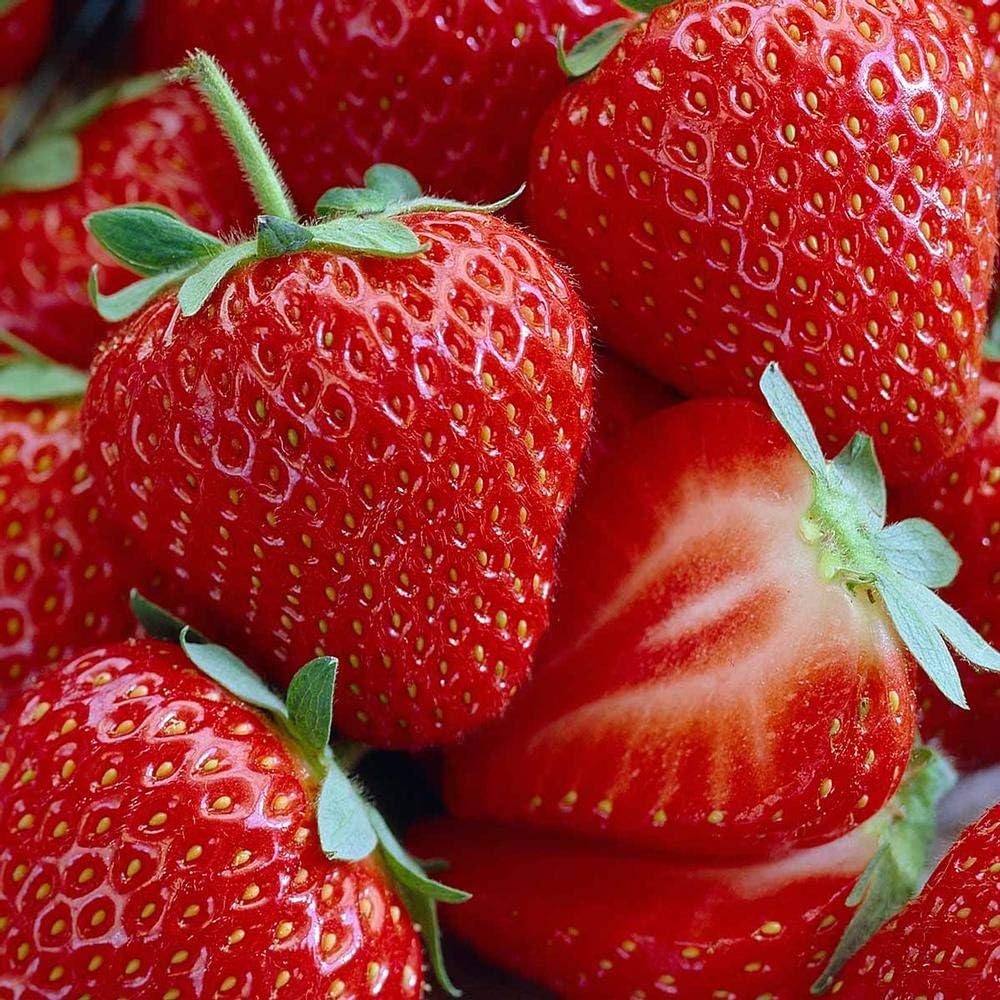 Rare Seeds Fruit Seeds Strawberry Temu