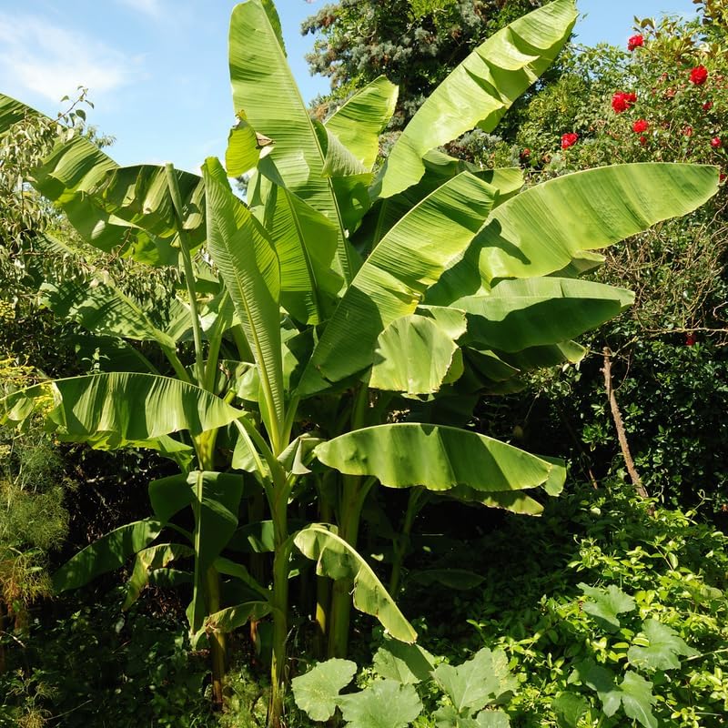 Plant Seeds Fermented Seeds Temu