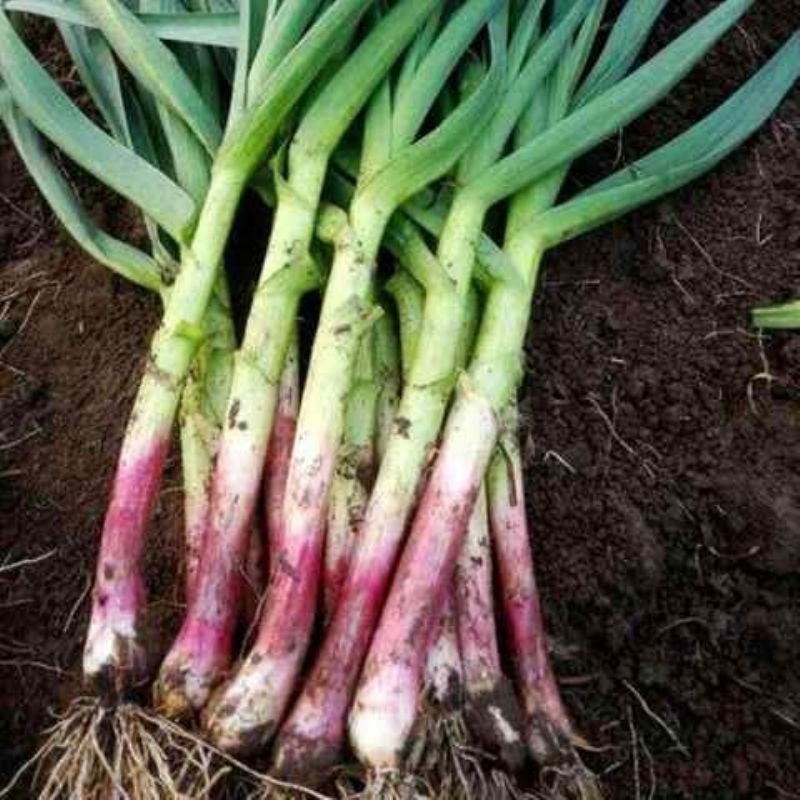 

Garlic Seedlings Red Field Balcony Planting Root Garlic Garlic Garlic Garlic Seedlings Garlic Seedlings Vegetable