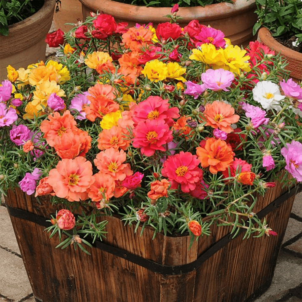 

10000 Random Options Portulaca Mix, Moss-rose , Eleven , Mexican Rose, , , Heat &