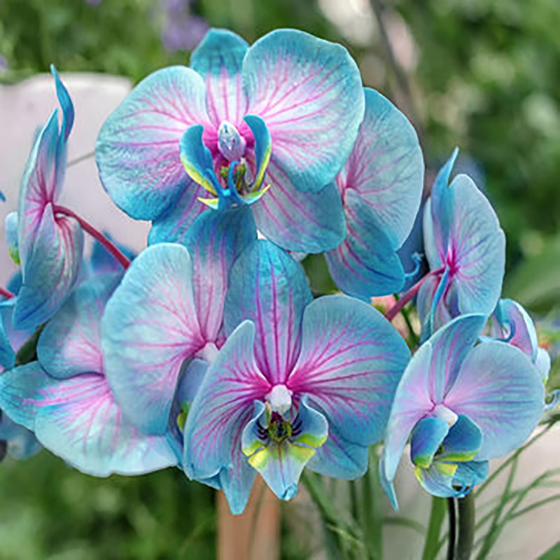 Rare Orchids Seeds Beautiful Flower Seeds Temu