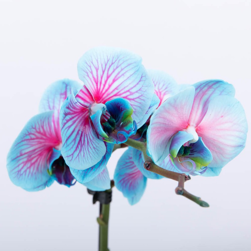 Rare Orchids Seeds Beautiful Flower Seeds Temu