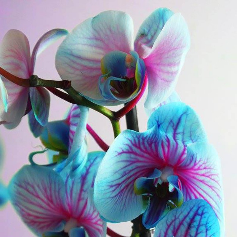 Rare Orchids Seeds Beautiful Flower Seeds Temu