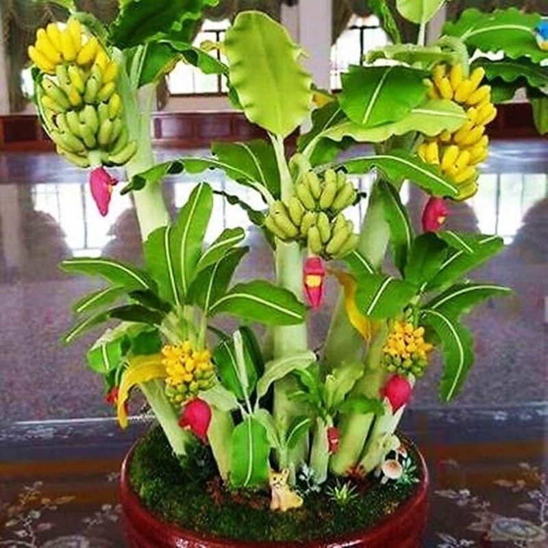 

100seeds Ornamental Banana Exotic Tree Indoor Dwarf