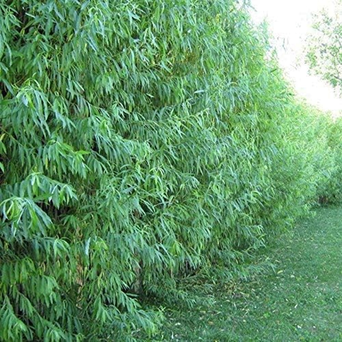 50 Hybrid Trees Fastest Or Privacy Tree Hybrid Change Fast Privacy And