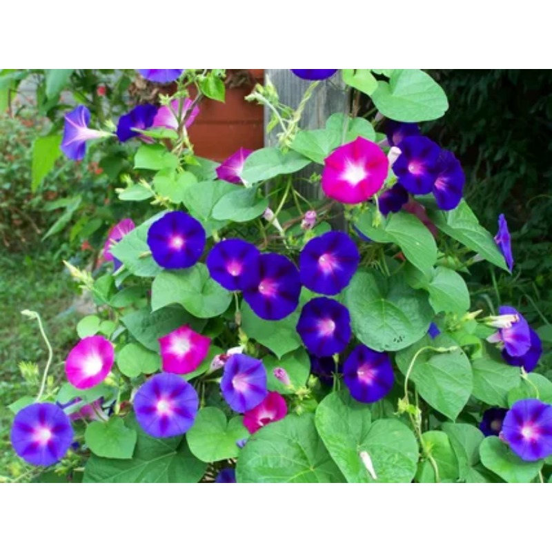 Moon Vine Seeds climbing Vine Seeds Temu