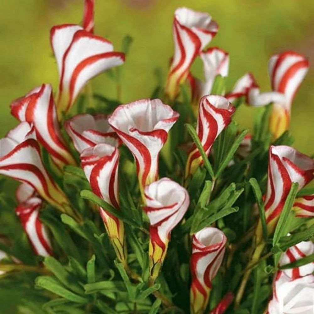 

Garden Seed Candy Cane Wonderful For Garden Decoration