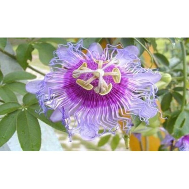 Seeds Rare Wisteria Gear Flower Home Plant Temu