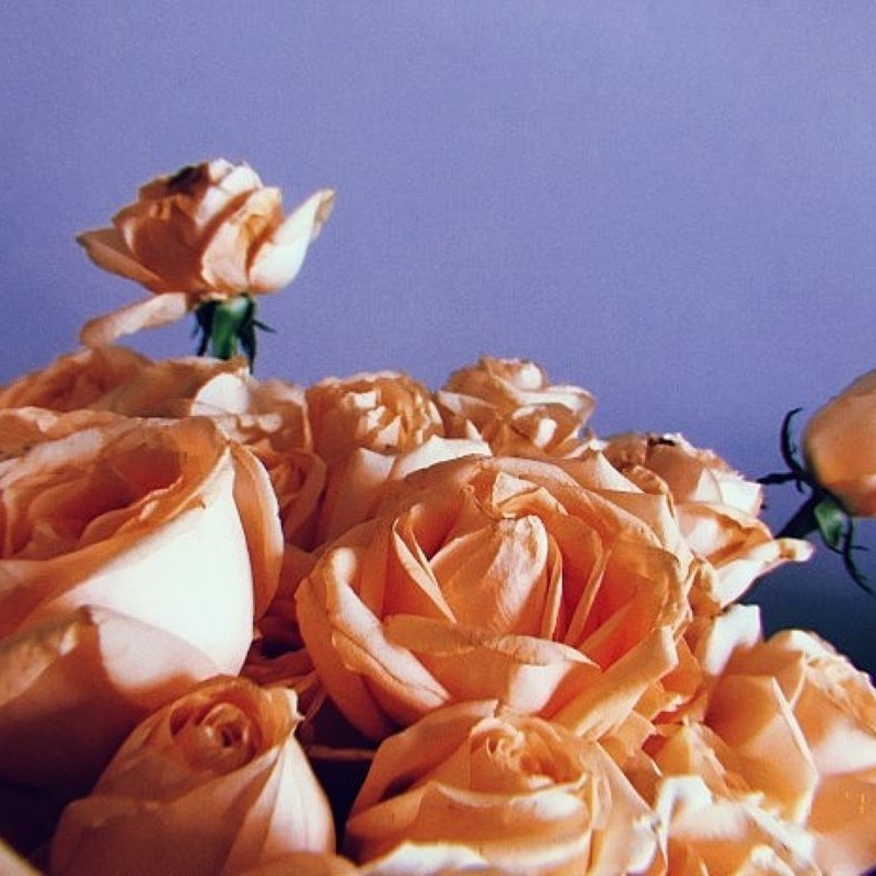 Champagne Rose Seeds Perfume Rose Seeds Double Fragrant Big Temu