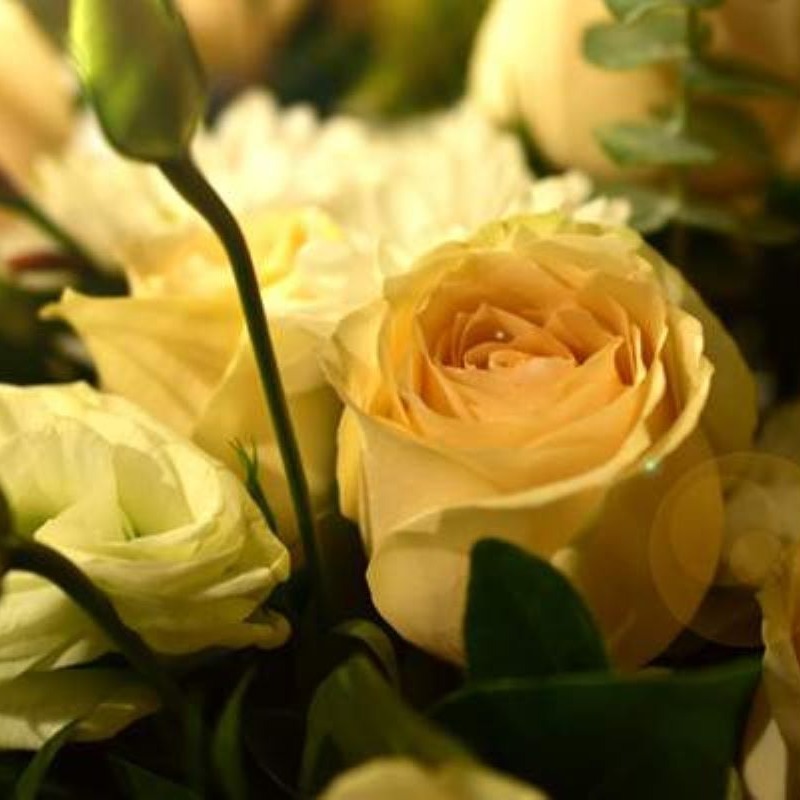 Champagne Rose Seeds Perfume Rose Seeds Double Fragrant Big Temu