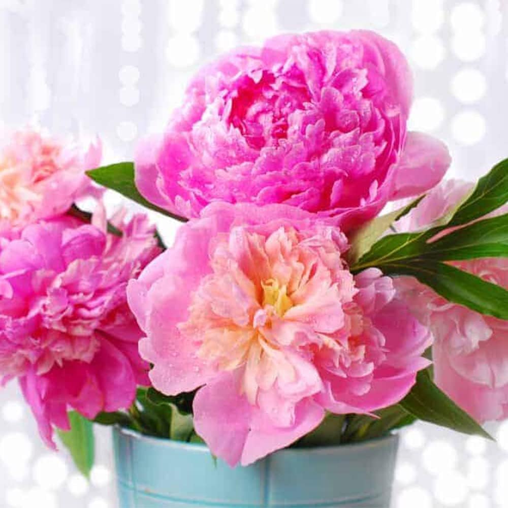 Easy Cultivating High Rate Rare Temu