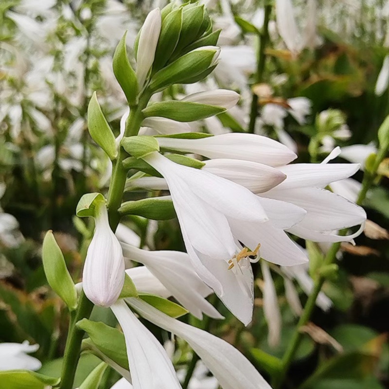 High Rate White Seeds Temu