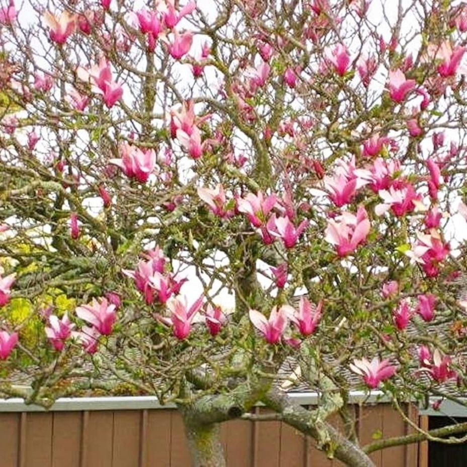Magnolia Tree Seeds Temu