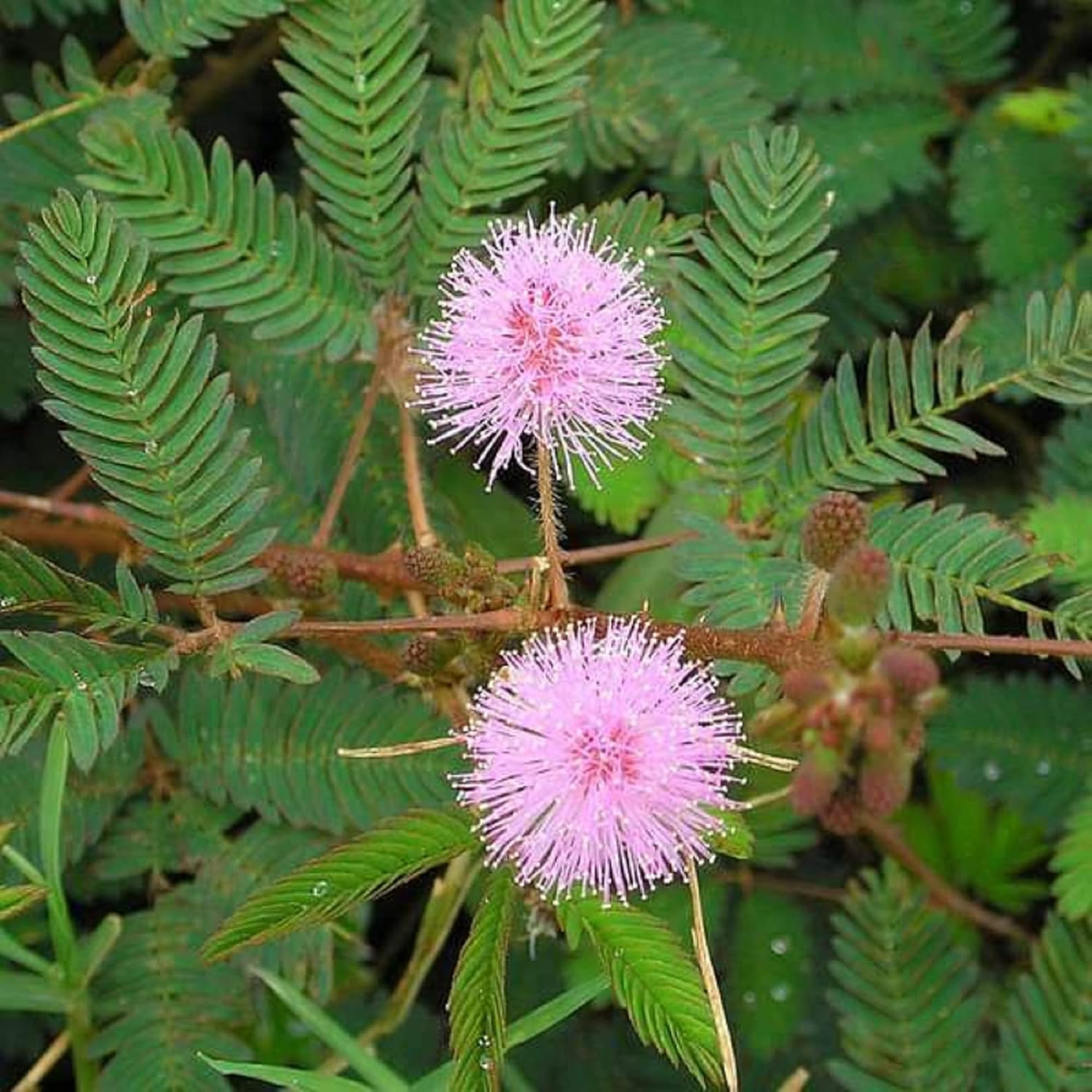 Mimosa Seeds sensitive Plant Plant action Temu