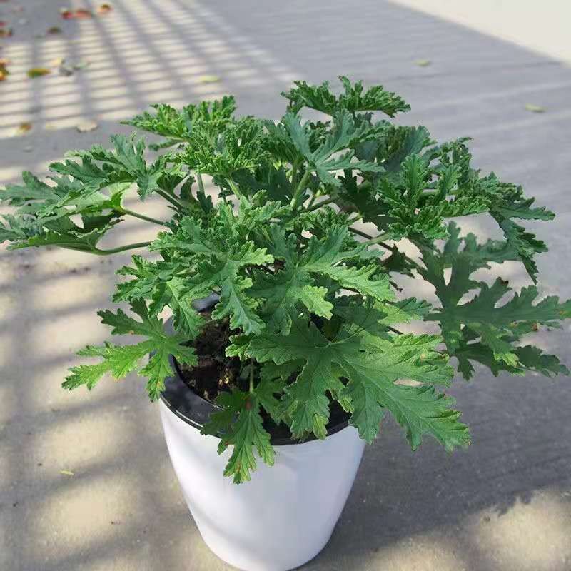 500 Mosquito Repellent Citronella Plant Seeds Growing Temu
