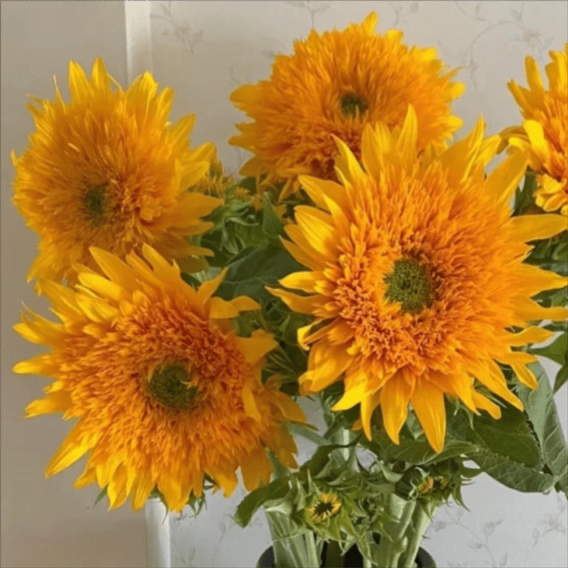 High Rate Teddy Bear , Nongmo Garden Seeds For Sunflowers Patio