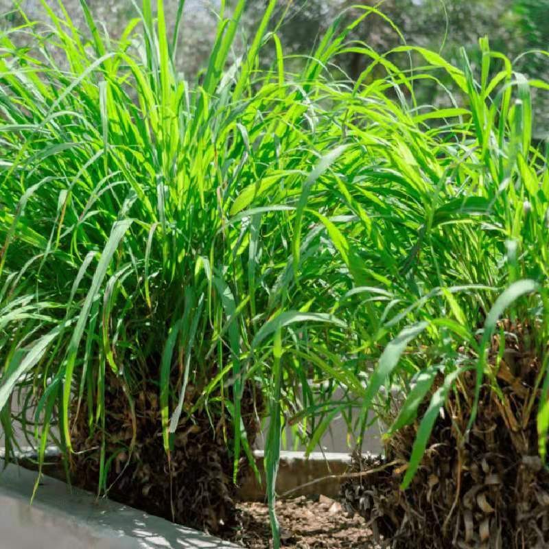 Seeds, Suitable For , With Lemon Scent, , Mosquito Repellent Shop On