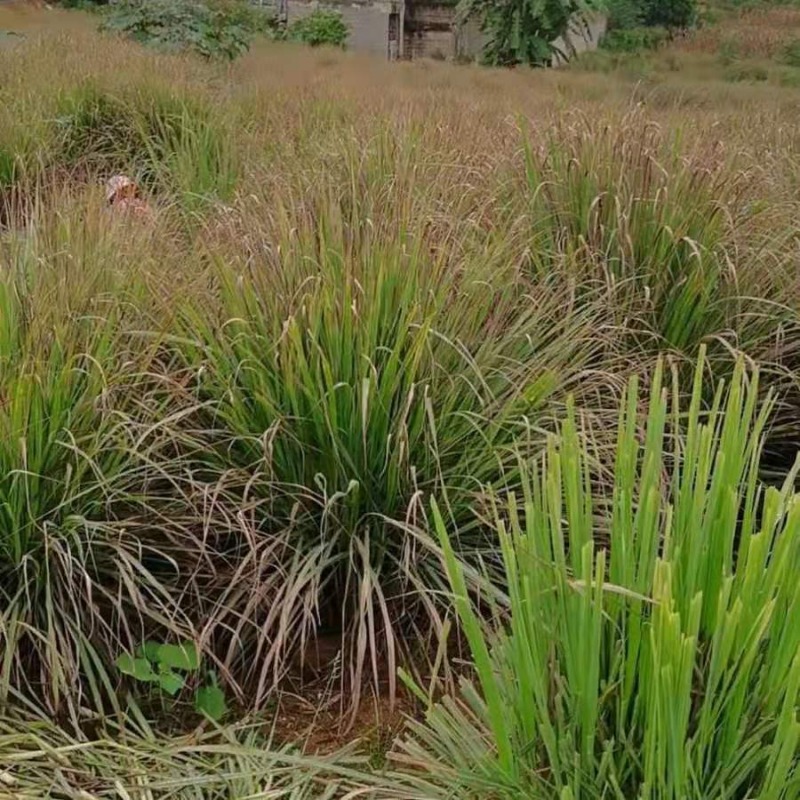 Seeds, Suitable For , With Lemon Scent, , Mosquito Repellent Shop On