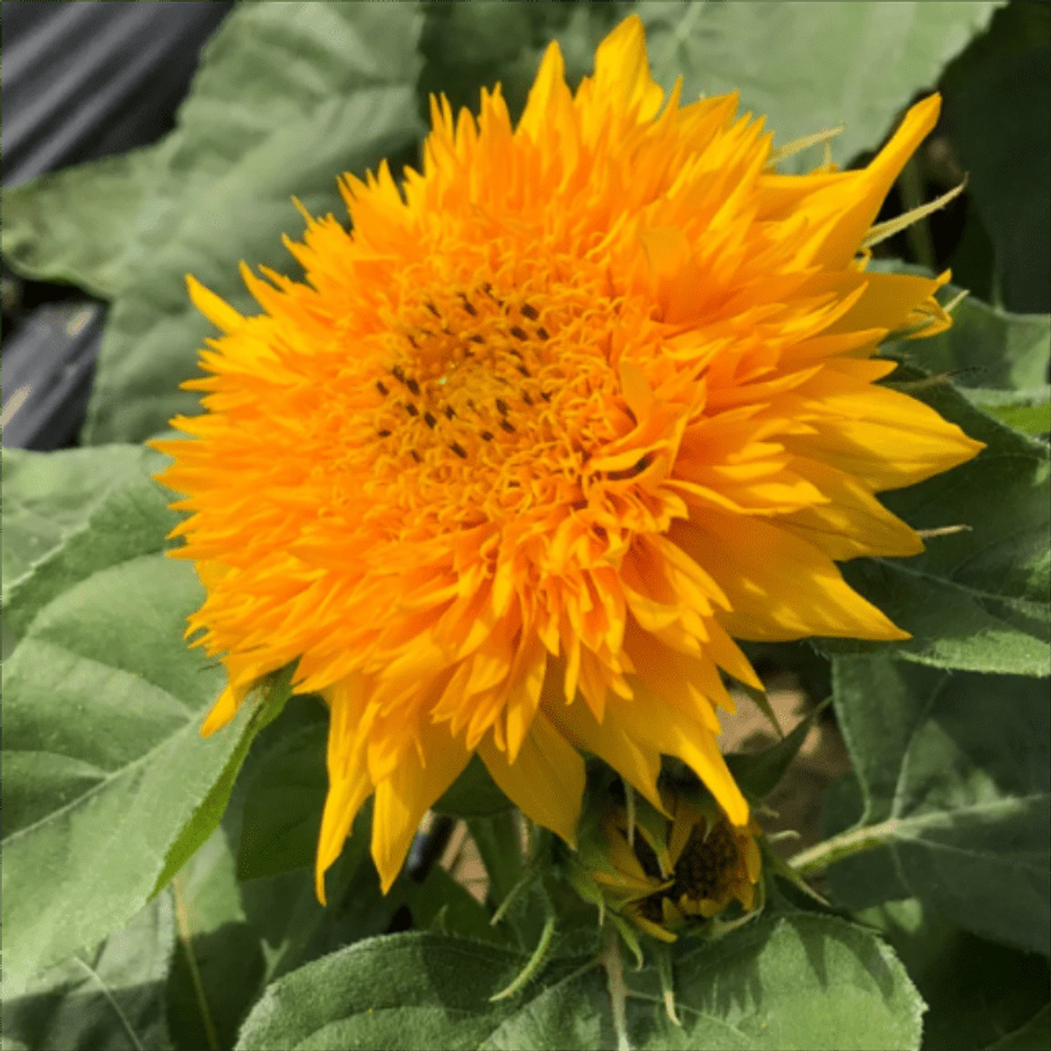 High Rate Teddy Bear , Nongmo Garden Seeds For Sunflowers Patio