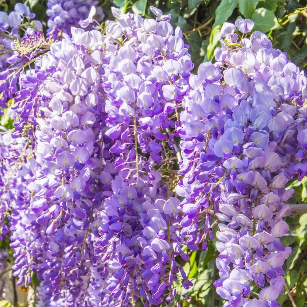 Garden Of 10 Wisteria Flower Seeds And Exotic Flowering Trees For