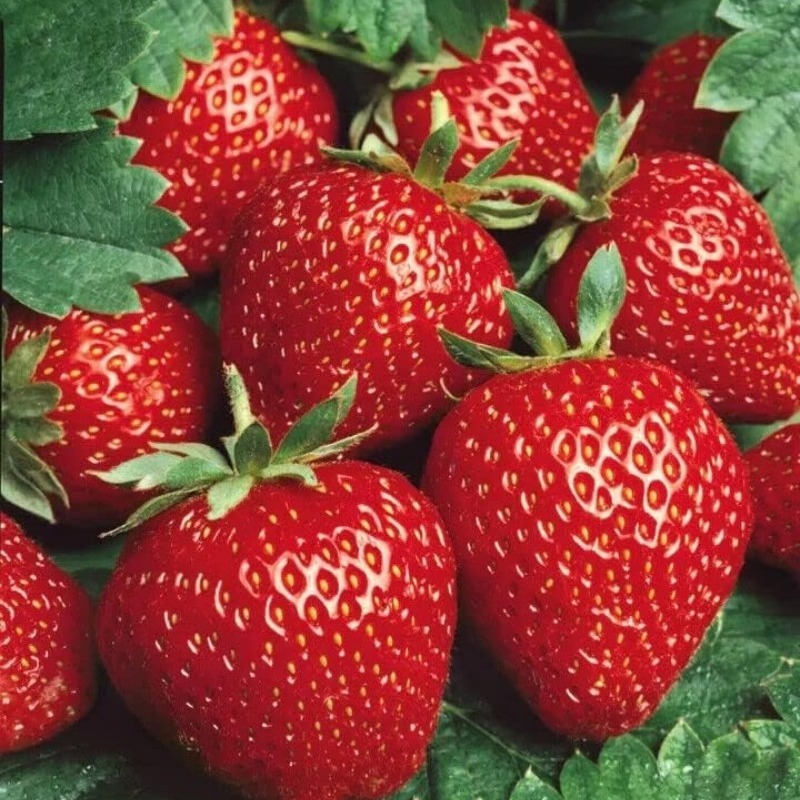 Strawberry Seeds Fresca Everbearing Fruit Red Temu