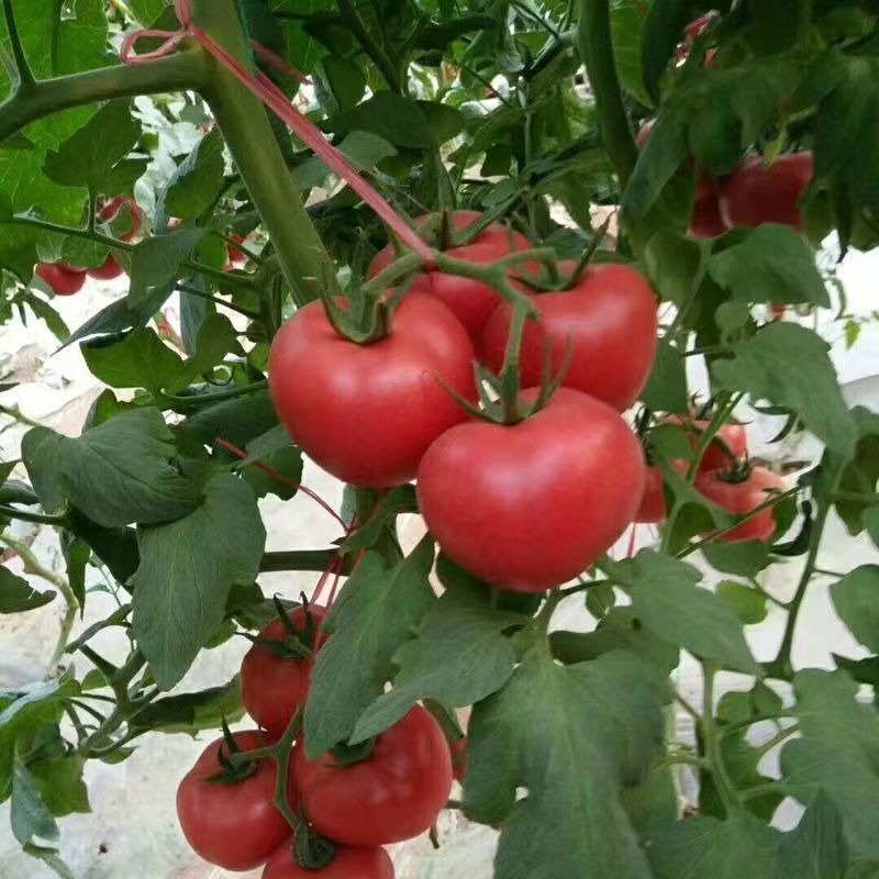 Large Fruit Tomato Natural Mature Sand Ladle Large Pink Temu