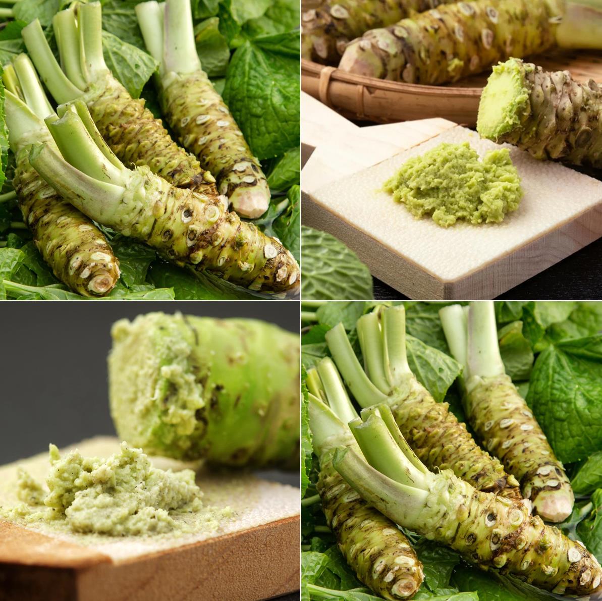 Horseradish Wasabi Seeds Planting 500 Count Vegetable Seeds - Temu