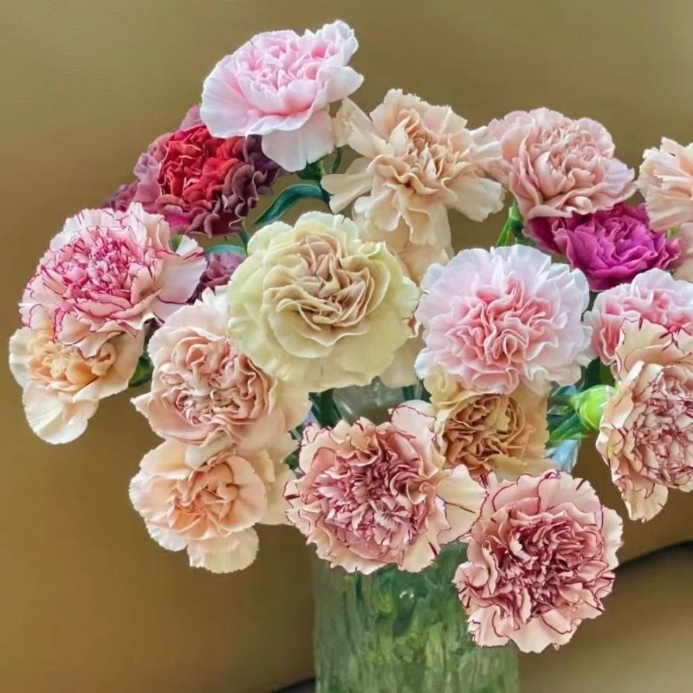 Easy Cultivating Outdoor Seeds Precious Daisy Flower Temu