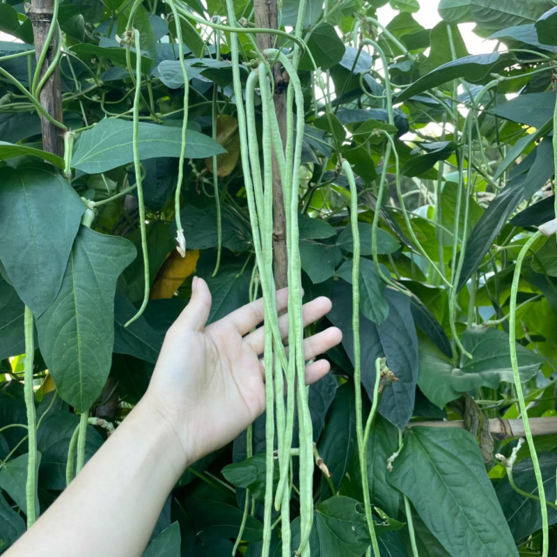 Cowpea Seed Seed Jar Bean Green Strip Long Bean Temu