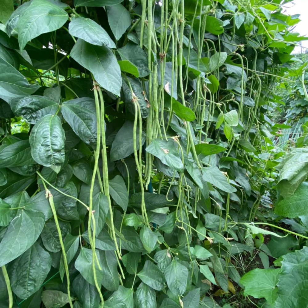 Cowpea Seed Seed Jar Bean Green Strip Long Bean Temu