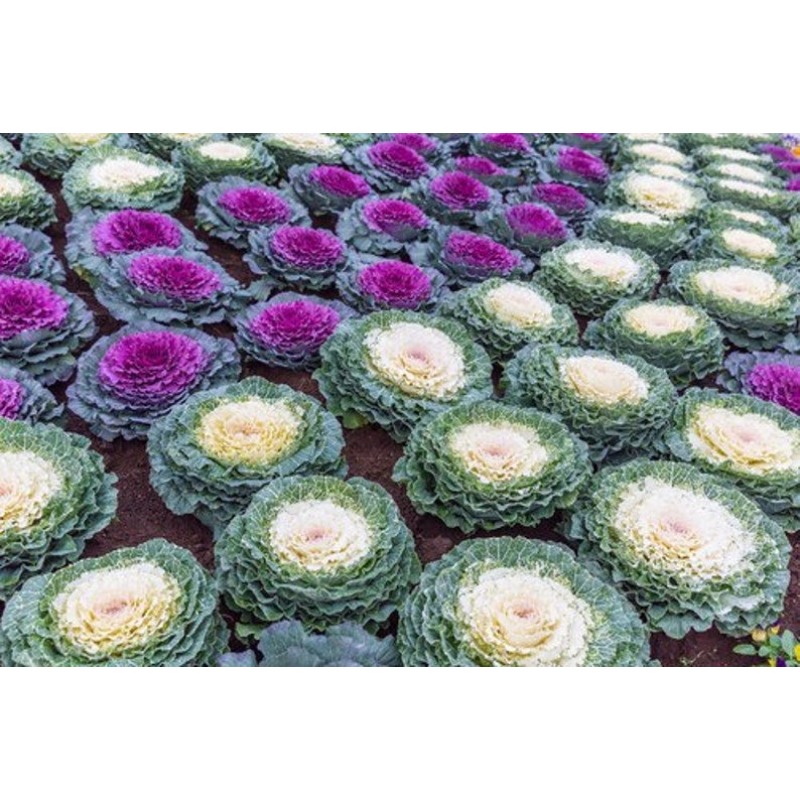 

50 Pcs - Ornamental Cabbage- Oleracea/ (fl150)