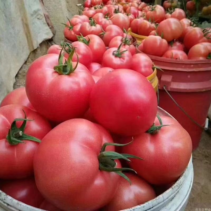 Large Fruit Tomato Natural Mature Sand Ladle Large Pink Temu