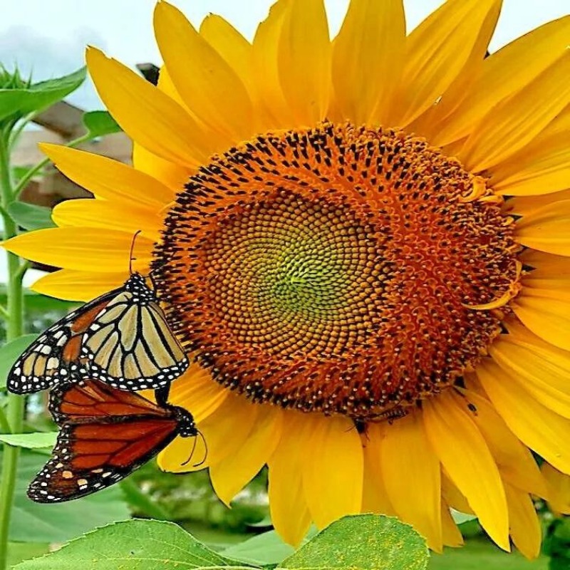 

40pcs Easy-to- Sunflowers