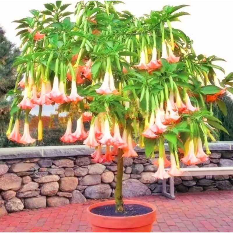 

Brugmansia Double Fresh 2024 For Garden